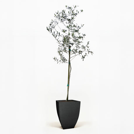 Arbequina Olive Tree