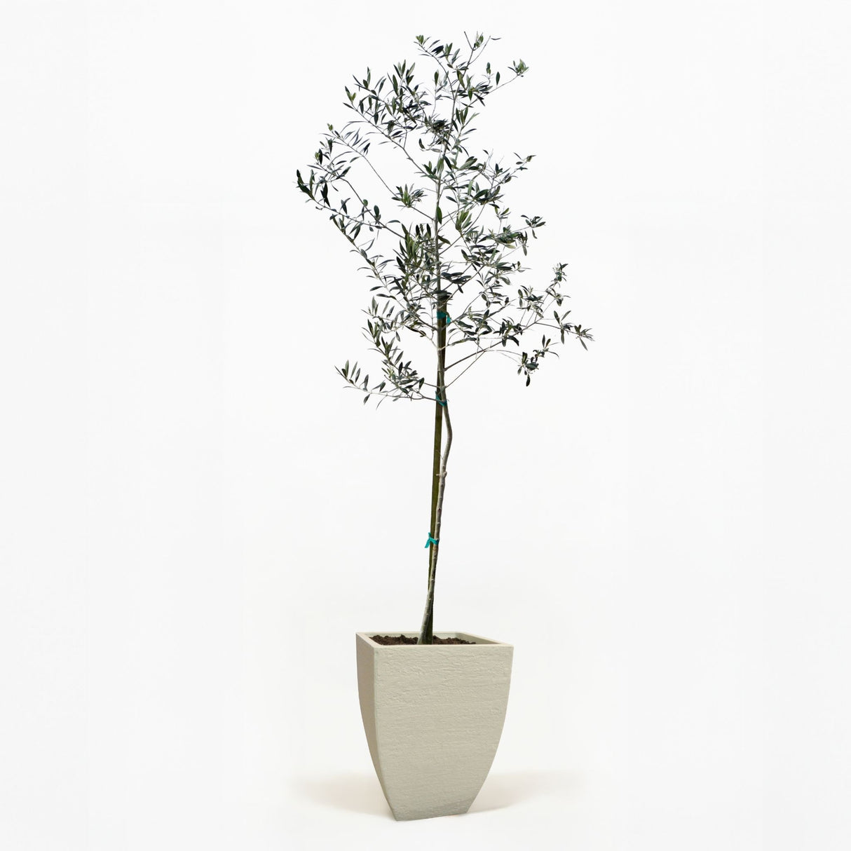 indoor planter for olive tree Arbequina Olive Tree – Home Decor you can Eat! Compact, Easy to Grow