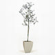Arbequina Olive Tree in Pot [hide]