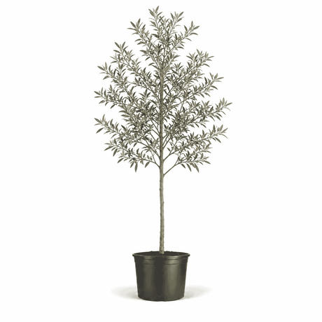 6-7 ft. olive tree in pot hide