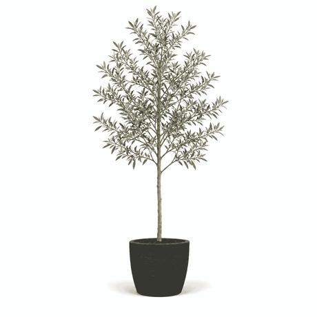 6-7 ft. olive tree in pot hide
