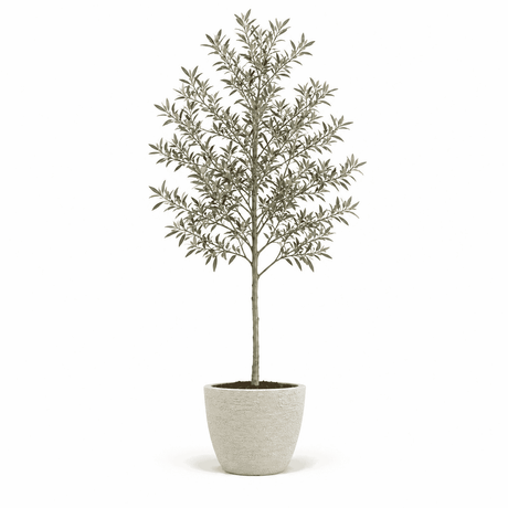 6-7 ft. olive tree in pot hide