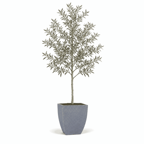 6-7 ft. olive tree in pot hide