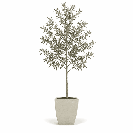 6-7 ft. olive tree in pot hide