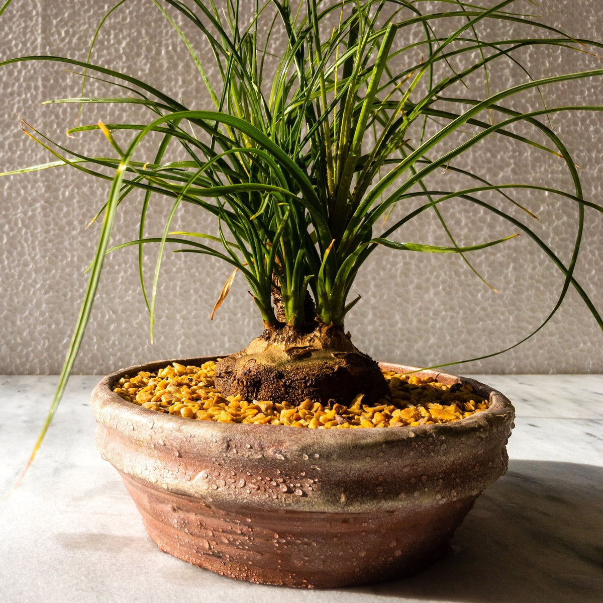 ponytail palmtree in bonsai style planter