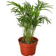 Parlor palm tree in nursery pot on white background