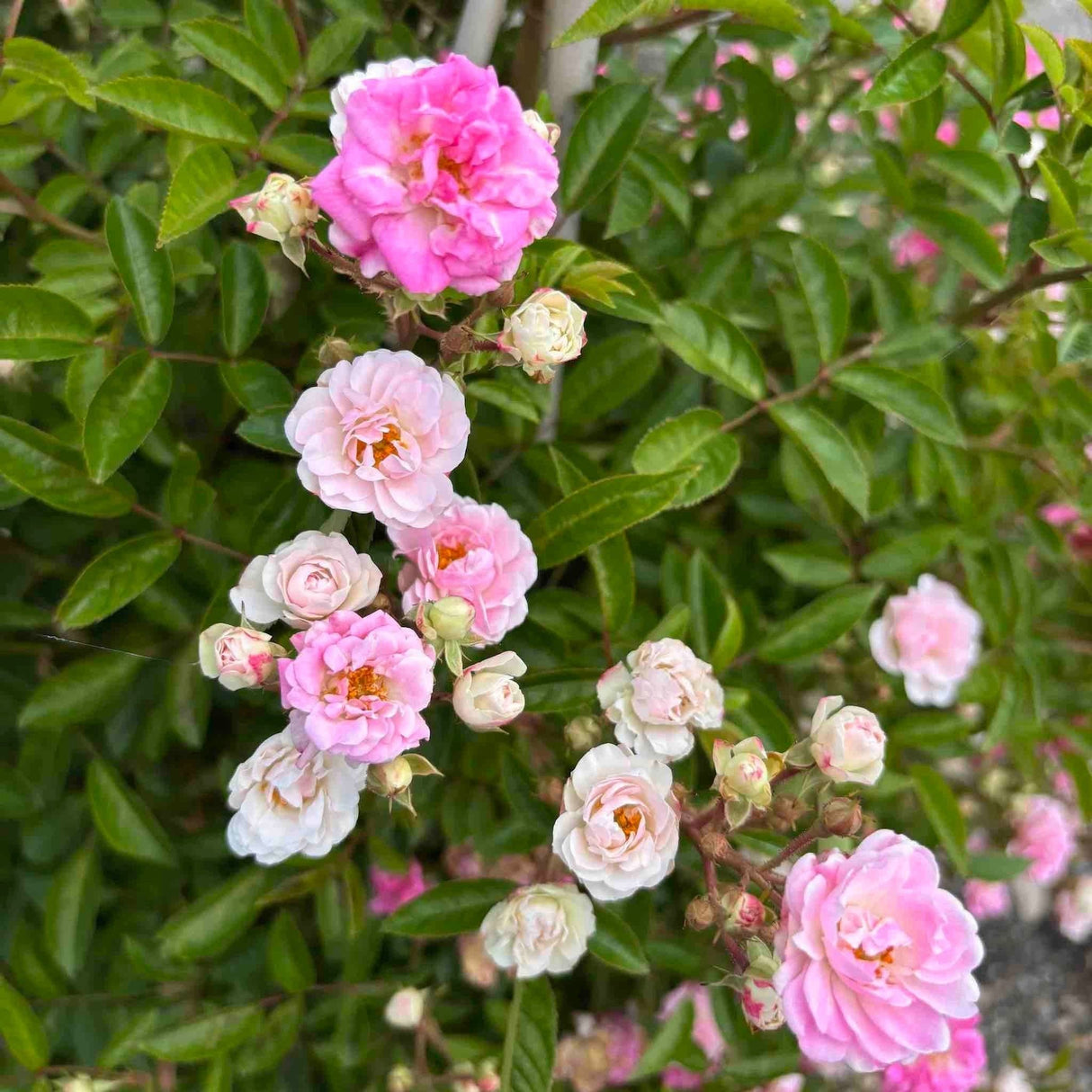 Pink and white blooms in spring on the Peggy Martin rose