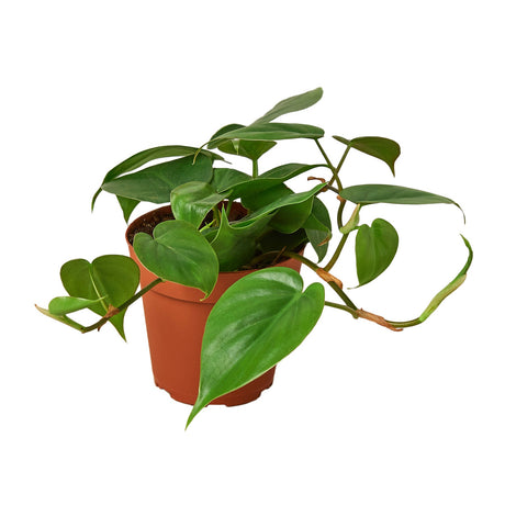 philodendron cordatum heartleaf houseplant on white background
