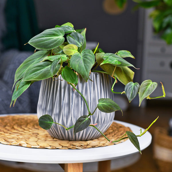 Philodendron 'Velvet' – Unique and Luxurious Houseplant