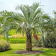 Pindo palm tree in a well landscaped grassy area, mulched below. Bright skies.