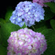 Endless Summer® Hydrangea - NationwidePlants.com  