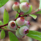 Pink Lemonade Blueberry - NationwidePlants.com  