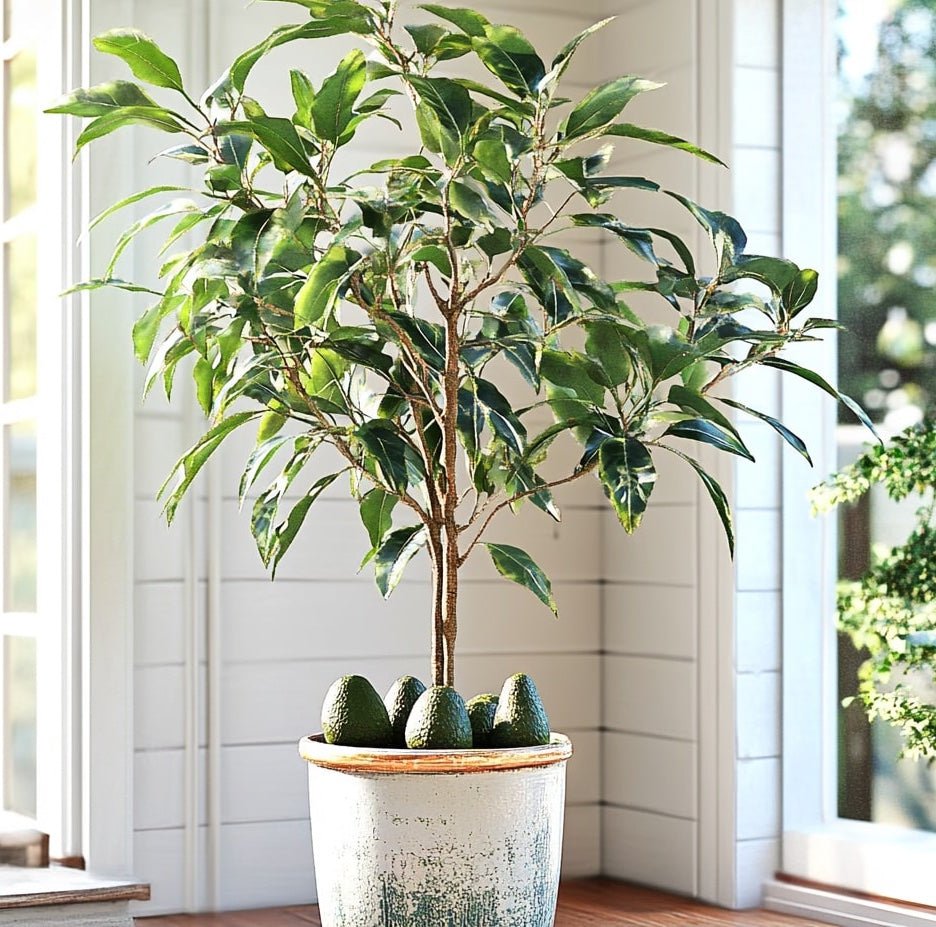 avocado plant indoor care Pancho Cold Hardy Avocado Tree – Creamy Avocados, Cold-Tolerant