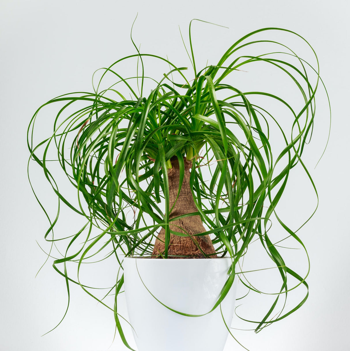 ponytail palm in decorative white planter on white background