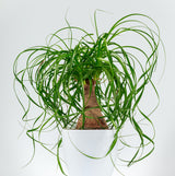 ponytail palm in decorative white planter on white background