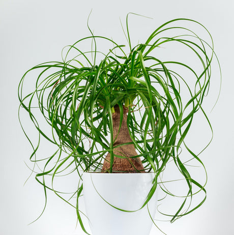 ponytail palm in decorative white planter on white background