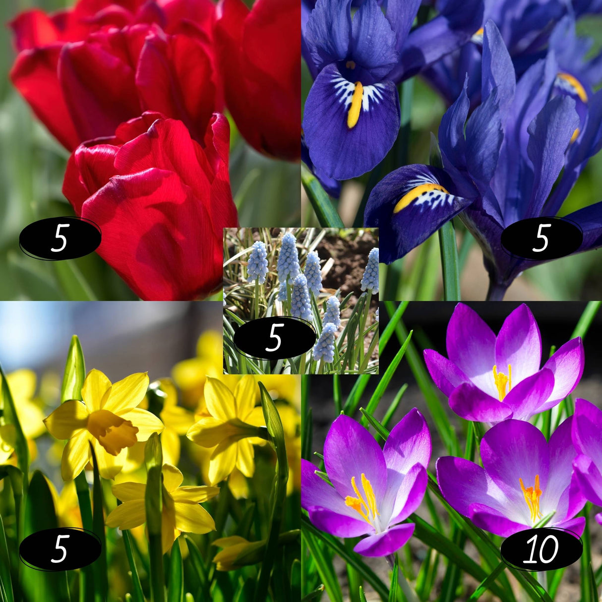 A mixture of colorful flowers- red, blue, yellow, indigo and purple.