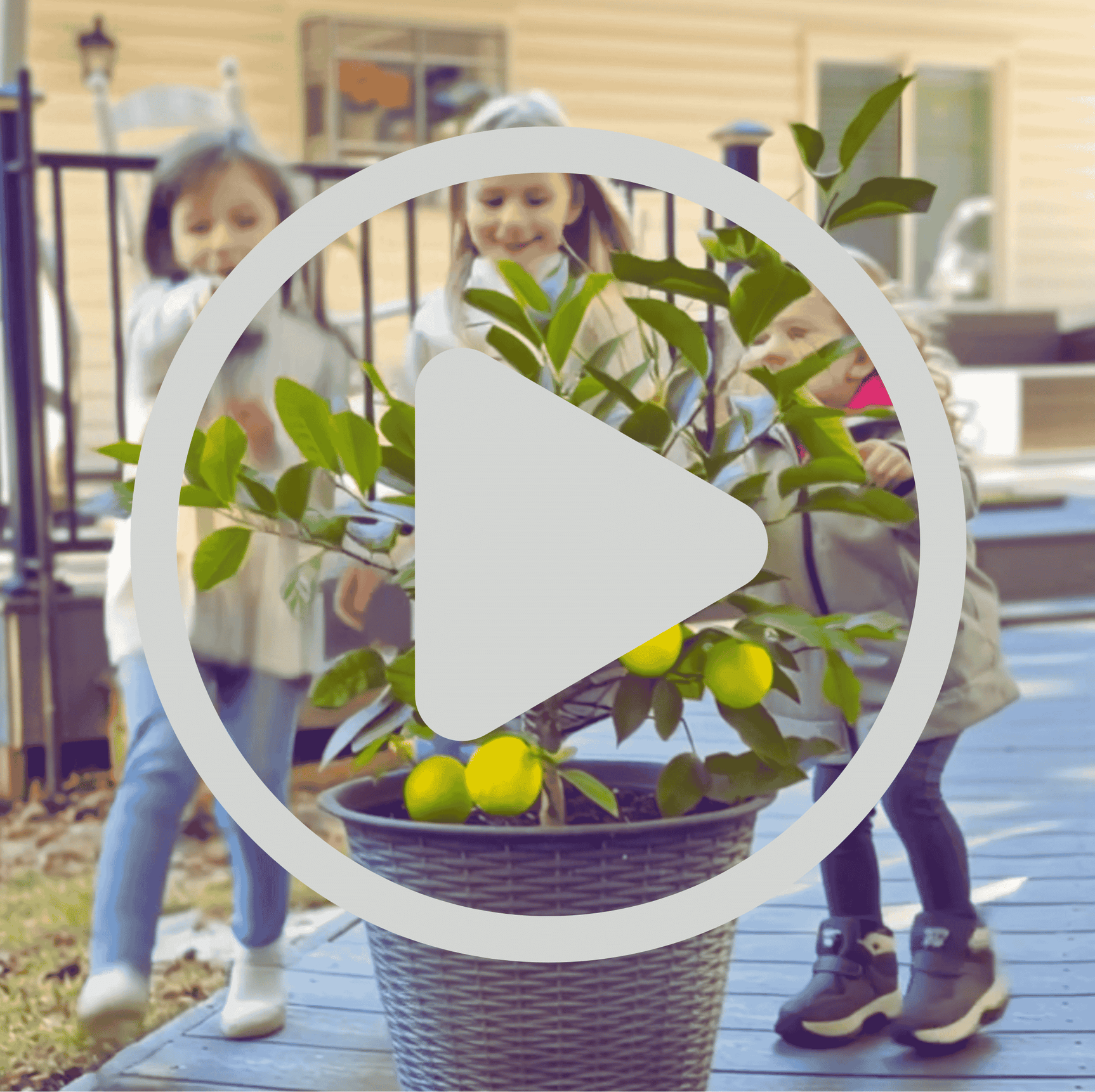 Meyer Lemon Bush video from Nationwide Plants