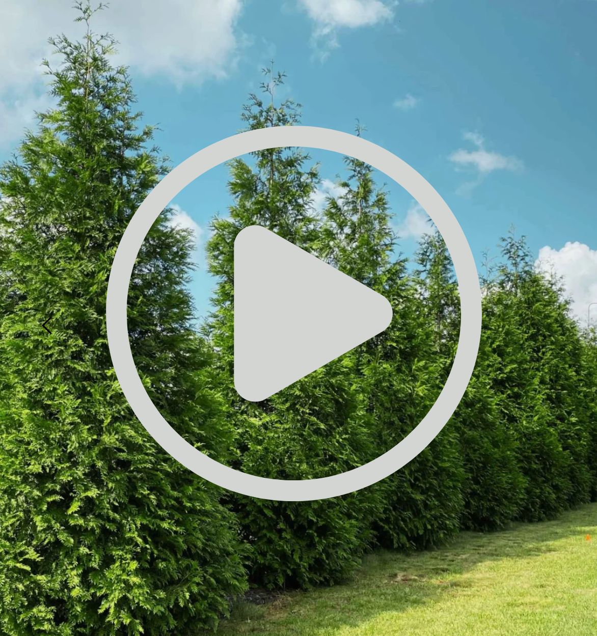 Thuja Green Giant Trees