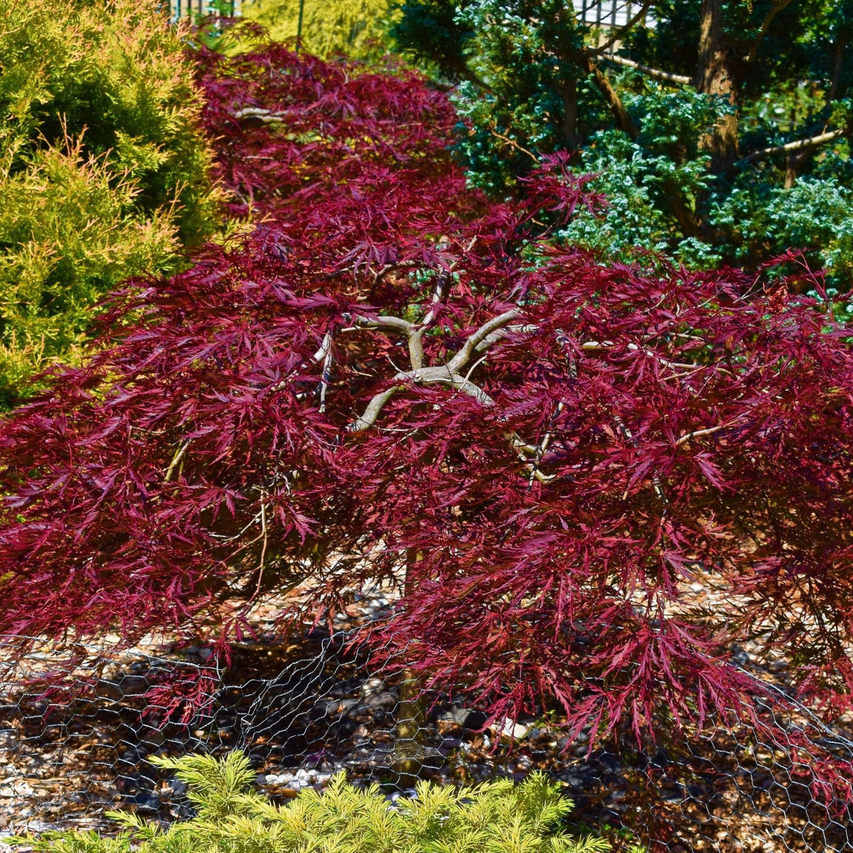 Red Dragon Japanese Maple Tree - NationwidePlants.com  