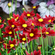 Red elf coreopsis flowers blooming in a field with blurred heuchera plants growing in the background.