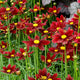 Red elf coreopsis flowers blooming in a field near another plant that has large white and purple foliage.