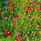 Red elf coreopsis flowers blooming in a field