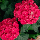 Close up of the blooms of the frill ride rebloobing hydrangea plant with dark green foliage.