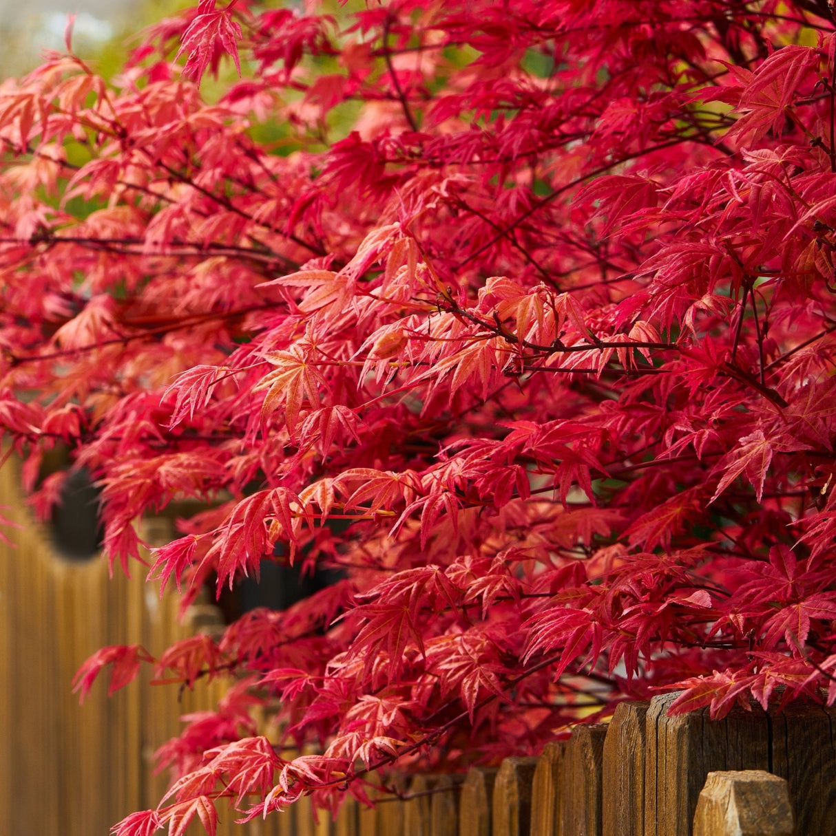 Close-up of Bloodgood Japanese Maple branches with vibrant red, finely lobed leaves, creating a lush, layered look. The tree’s delicate foliage cascades gracefully over a wooden fence, highlighting the intense red color that this maple is known for. The rich autumnal tones bring a warm, striking contrast to the garden, adding texture and depth to the landscape.