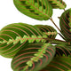 close up of red maranta houseplant foliage on white background