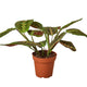 red maranta houseplant "red prayer plant" in nursery pot on white background