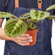 Person holding a red maranta houseplant in nursery pot.