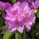 Roseum Elegans Rhododendron