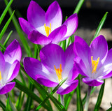 Close-up of vibrant purple Ruby Giant crocus flowers with yellow stamens and slender green leaves.