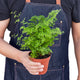 Person holding a maidenhair fern plant in a nursery planter