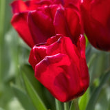 Close-up of deep red Seadov tulips with smooth petals and green leaves in the background.