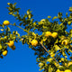 Eureka Lemon Tree