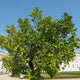 Persian 'Bearss' Lime Tree