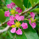 Barbados 'Acerola' Cherry Tree