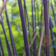 Black Bamboo (Phyllostachys nigra)