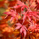Emperor Japanese Maple
