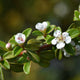 Coral Beauty Cotoneaster