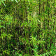 Black Bamboo (Phyllostachys nigra)