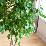 Braided Benjamina Ficus