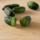 Australian Finger Lime Tree