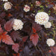 Ginger Wine® Ninebark