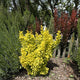 Golden Barberry