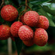 Bunch of ripe red lychees with rough skin hanging from a branch among dark green leaves.