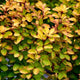 Sunjoy Gold Pillar® Barberry