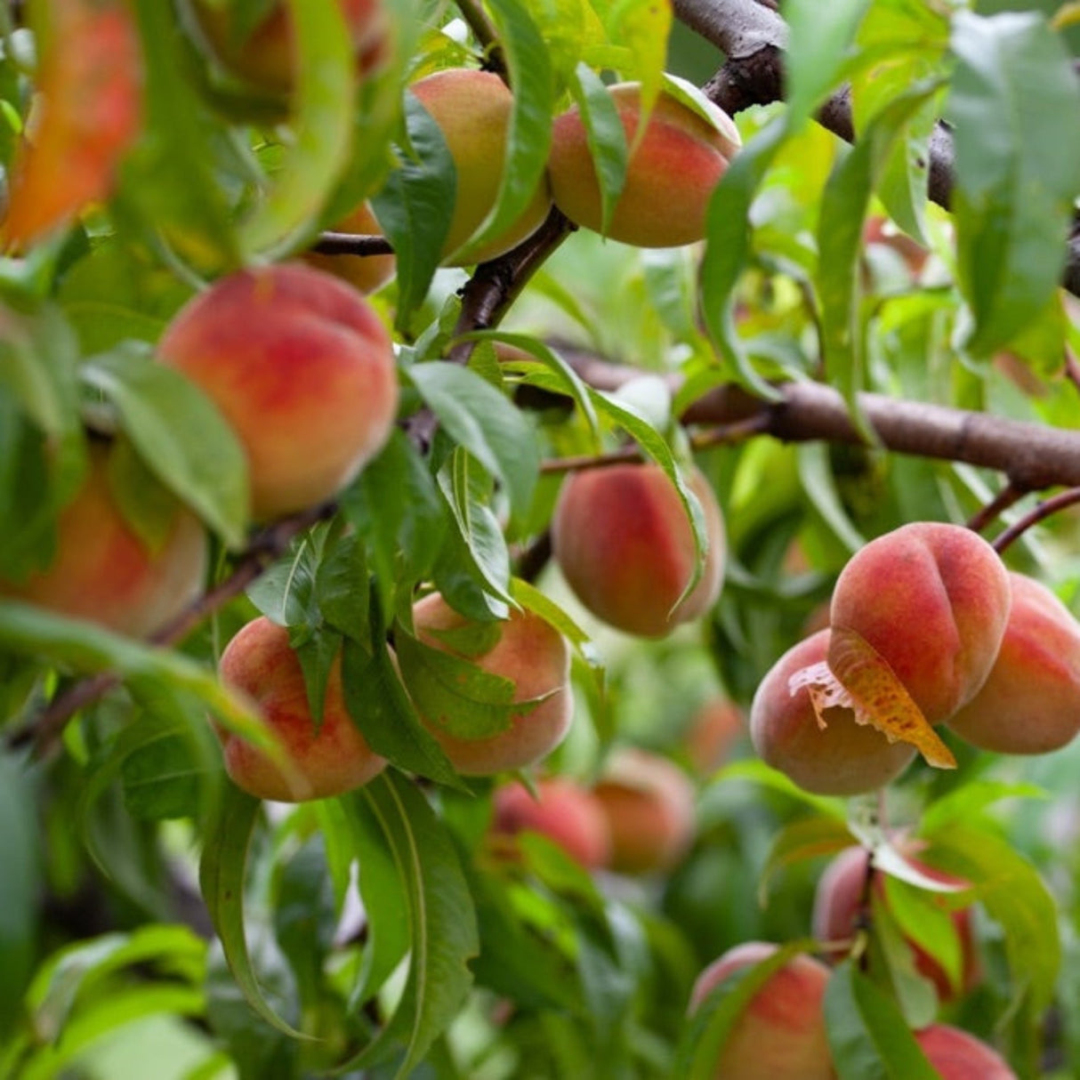 Peach Fruit Snacks® Sweet Sensation™